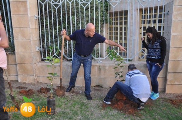 trees yaffa jamhairea (30).JPG